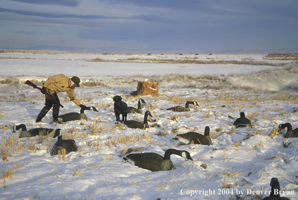 Waterfowl hunter and black Lab setting goose decoys.