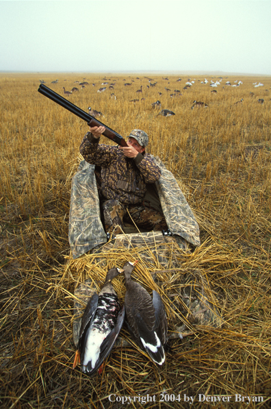 Waterfowl hunter aiming/shooting from blind.