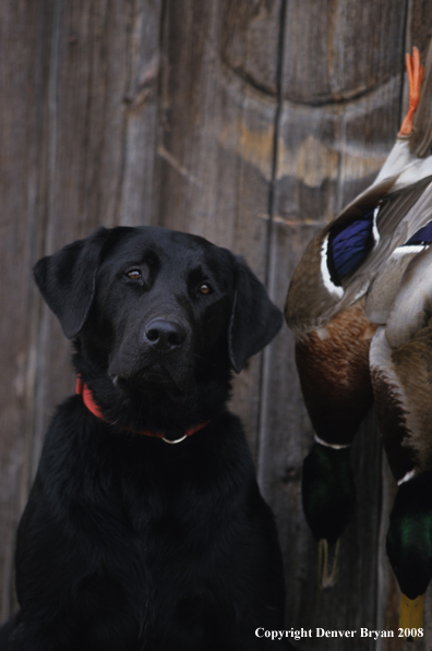 Black Labrador Retriever 