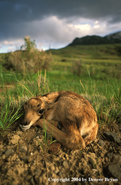 Pronghorn antelope fawn