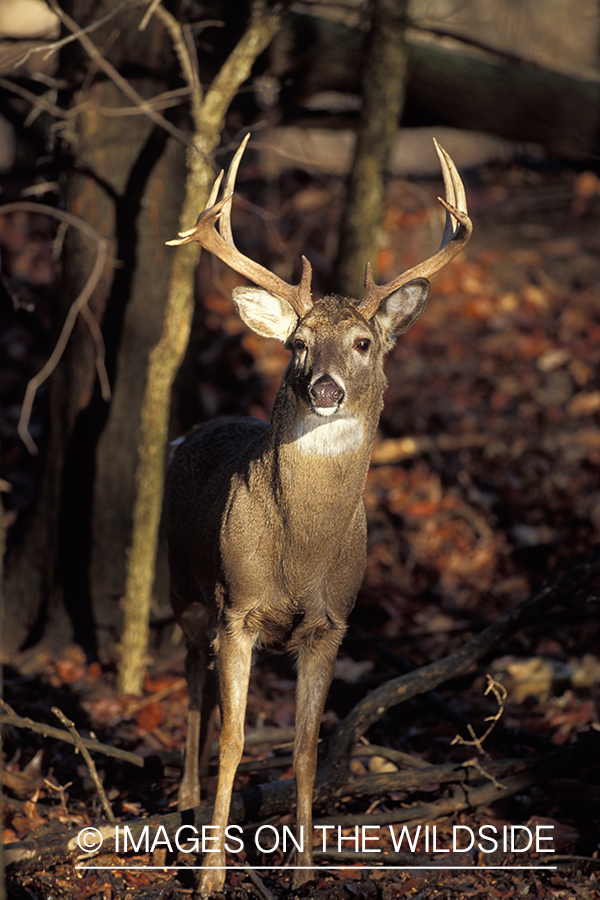 Whitetail deer in habitat.