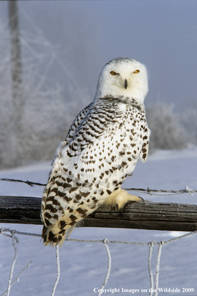 Snowy Owl in habitat