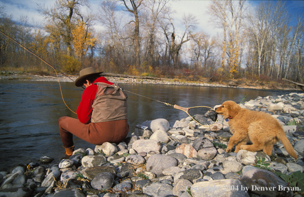 Flyfisherman tying flies with Golden retriver puppy pulling on net.