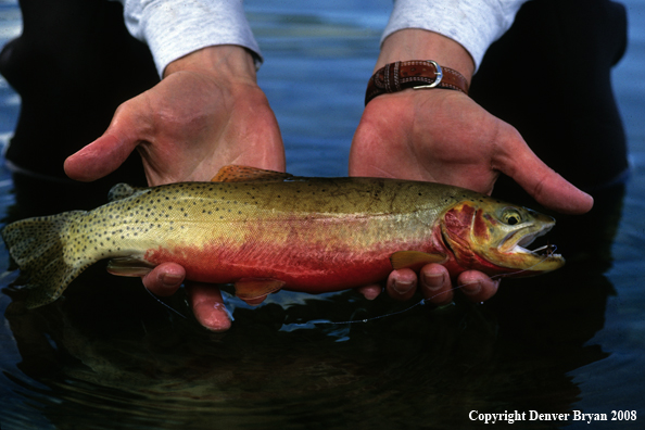 Cutthroat Trout With Fly