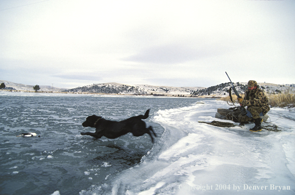 Black Lab retrieving duck. 