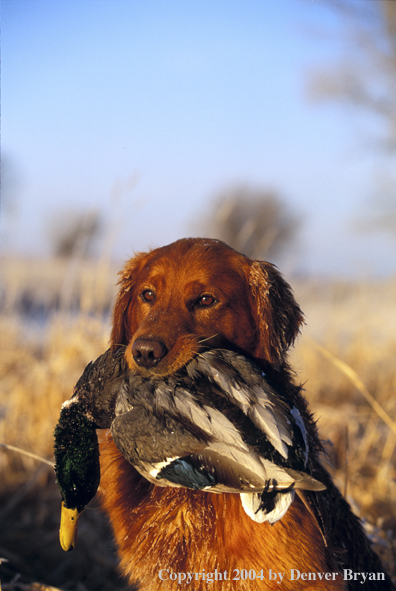 Golden Retriever with bagged duck.  