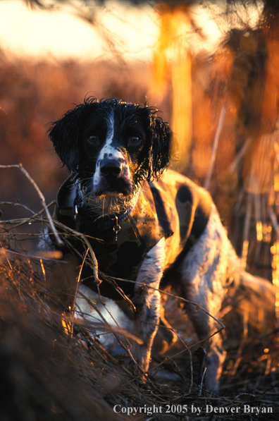 Springer spaniel 