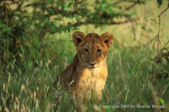 Lion cub in habitat. Africa