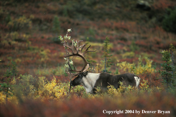 Caribou bull in habitat.