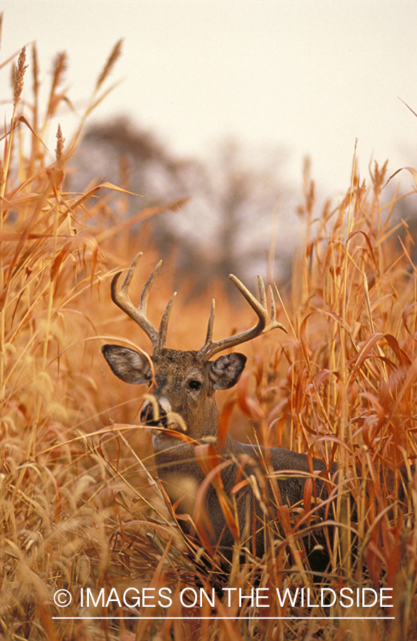 Whitetail deer in wheat field.