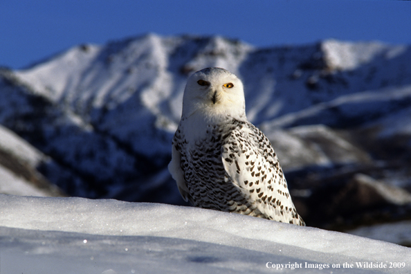 Snowy Owl in habitat