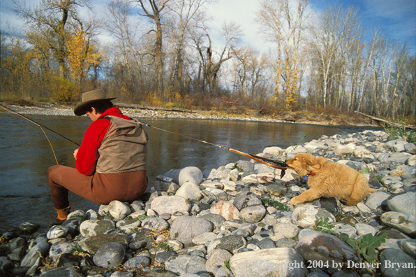 Flyfisherman tying flies with Golden retriver puppy pulling on net.