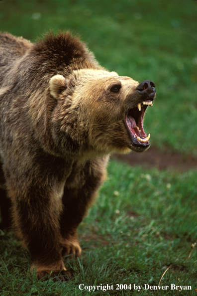 Grizzly Bear roaring