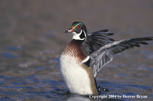 Wood Duck on water