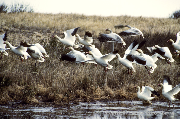 Snow geese taking flight.