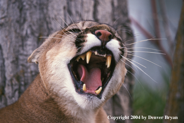 Mountain lion snarling