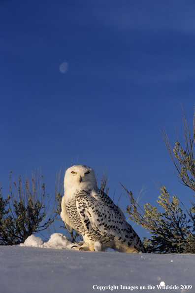 Snowy Owl in habitat