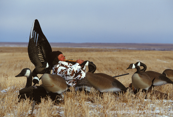 Waterfowl hunter calling in goose blind.