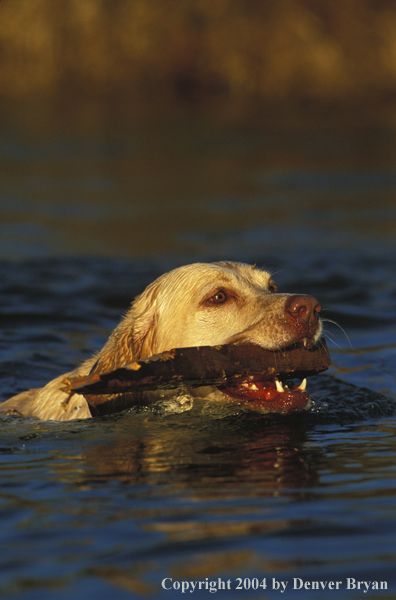 Yellow Labrador Retriever swimming with stick