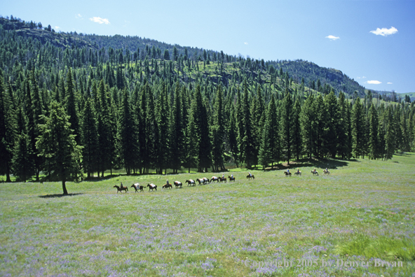 Horsepacking across mountain meadow.