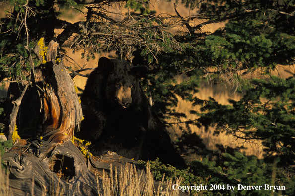 Black Bear in habitat.