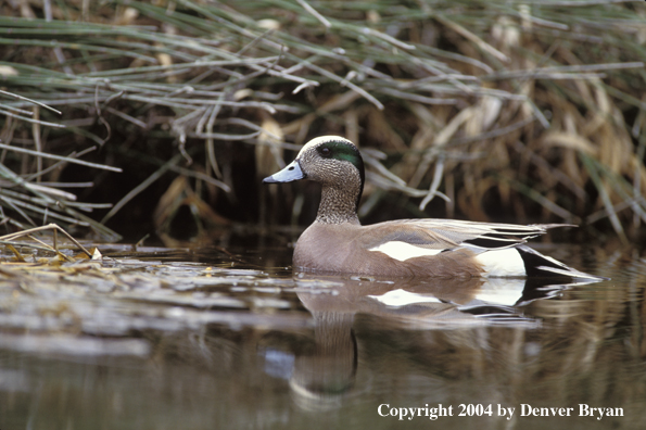 Wigeon drake on water