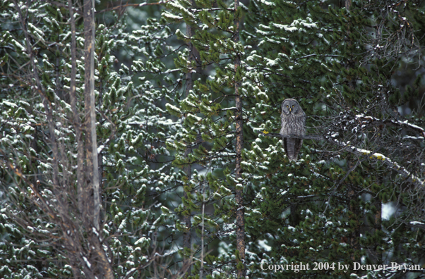 Great grey owl.