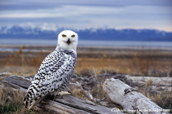 Snowy Owl in habitat