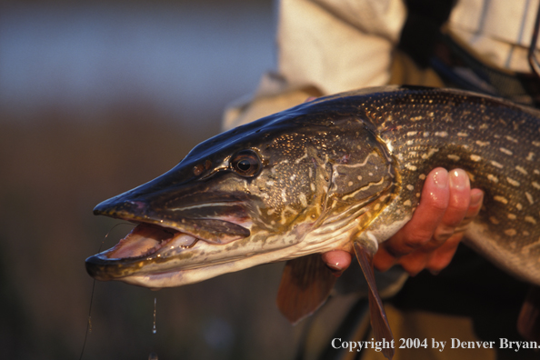 Flyfisherman with Northern Pike