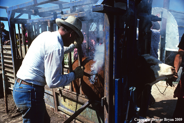 Ranch hand branding cattle