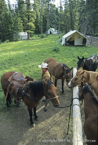 Cowboy saddling up horses.