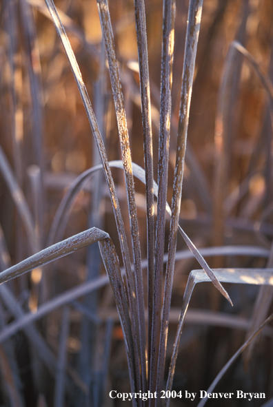 Cattails