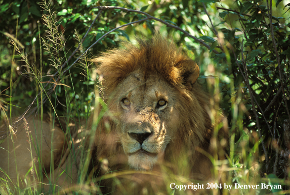 Male African lion in habitat.  Africa