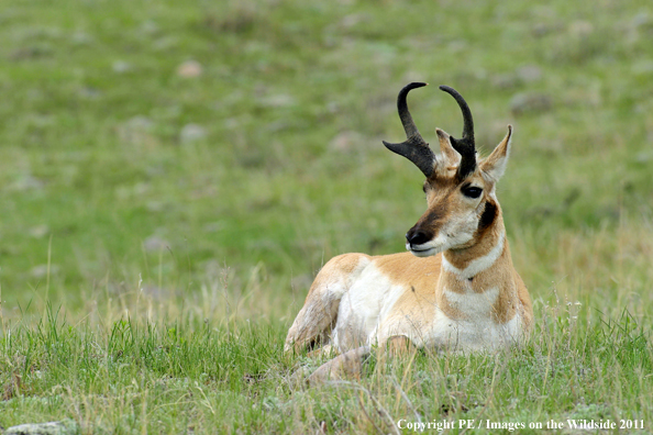 Pronghorn Antelope in field. 