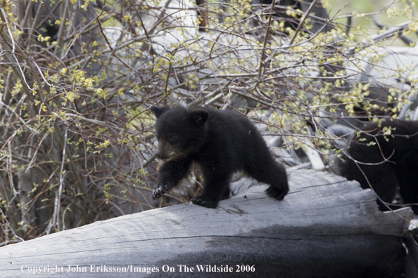 Black bear cub in habitat.