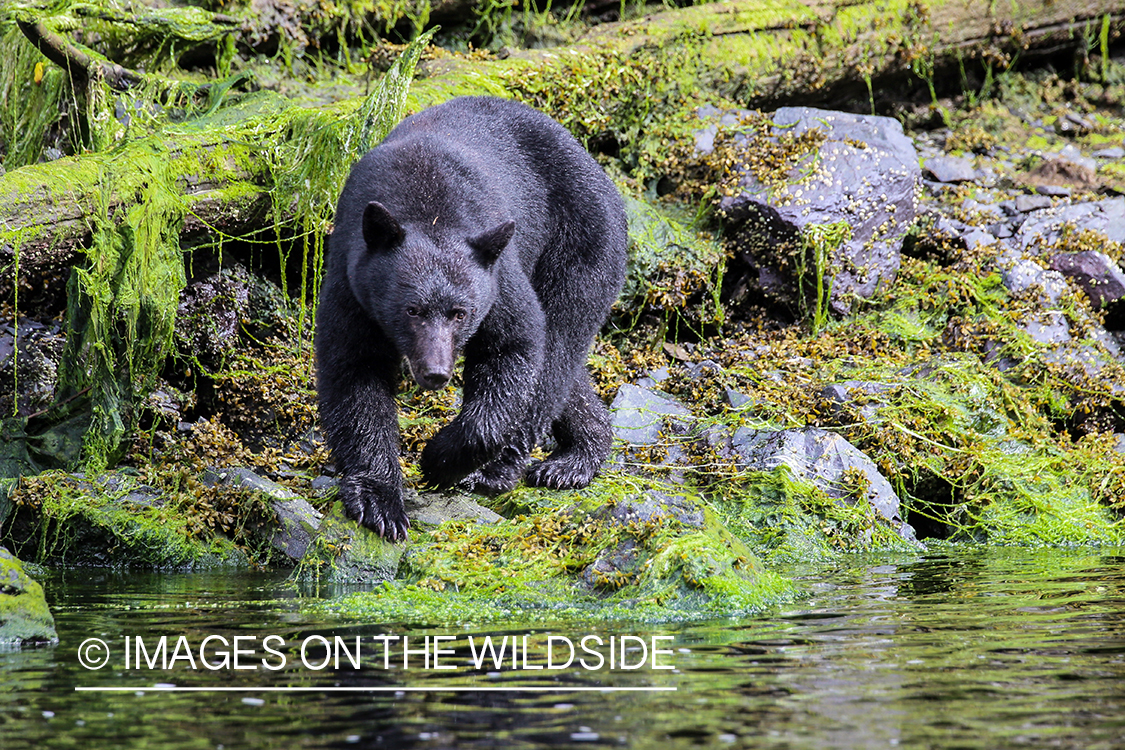 Black bear on stream bank.