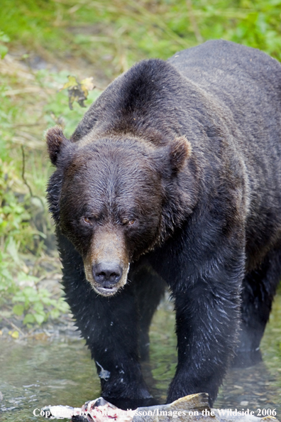 Brown bear in river with salmon.