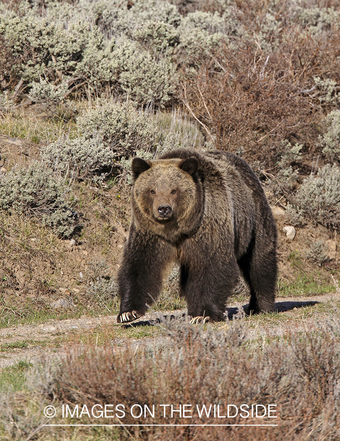 Grizzly Bear in habitat.