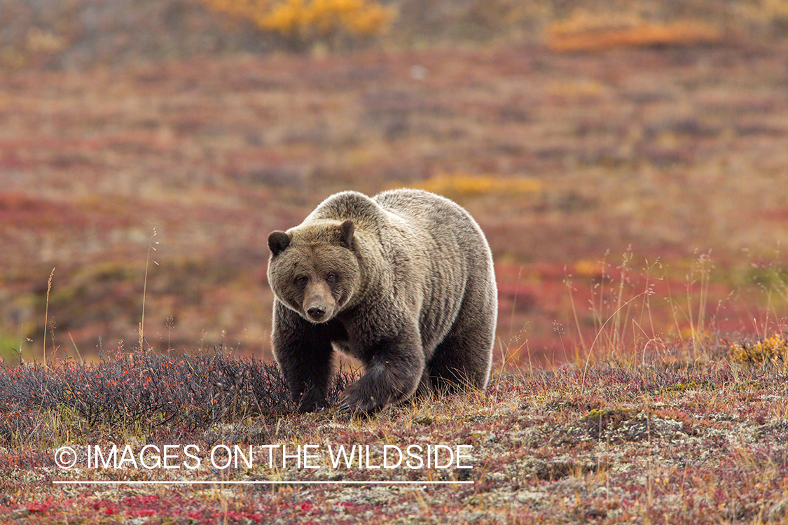 Grizzly bear in field.