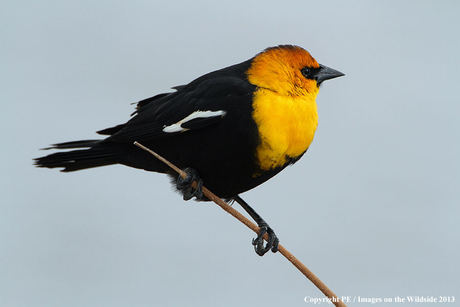 Yellow-headed Blackbird in habitat.