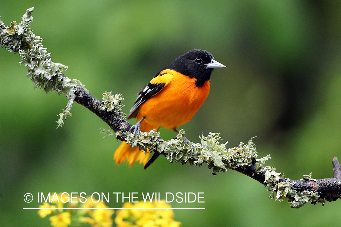 Baltimore Oriole perched on branch.