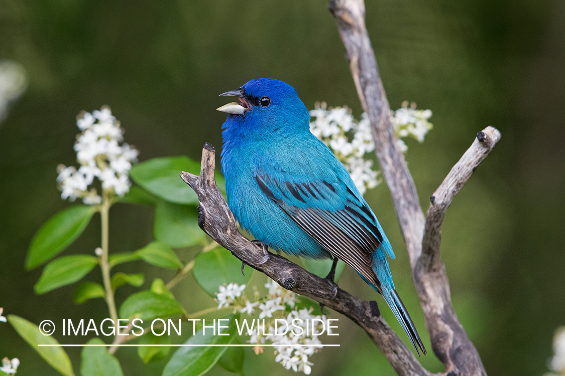 Indigo Bunting on branch.