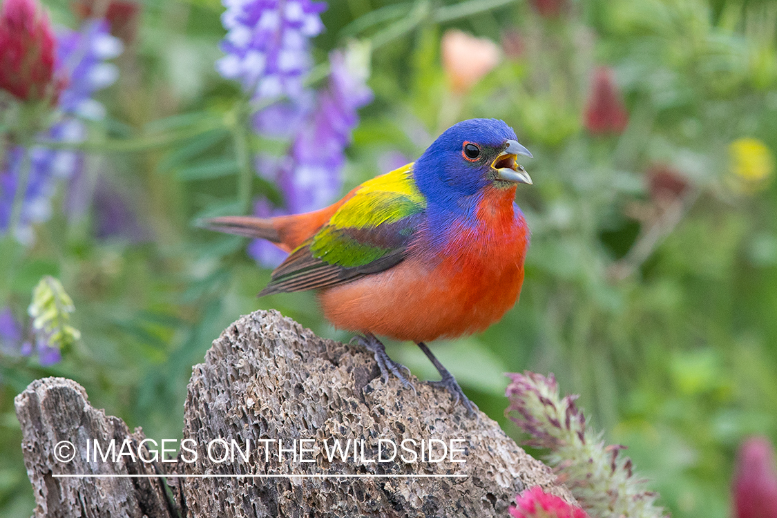 Painted bunting in habitat.