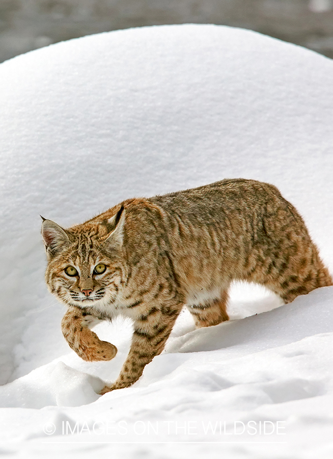 Bobcat in habitat.