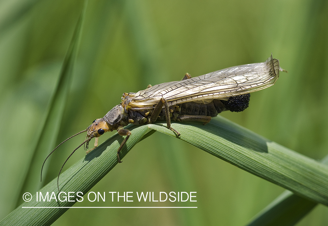 Golden Stone Fly