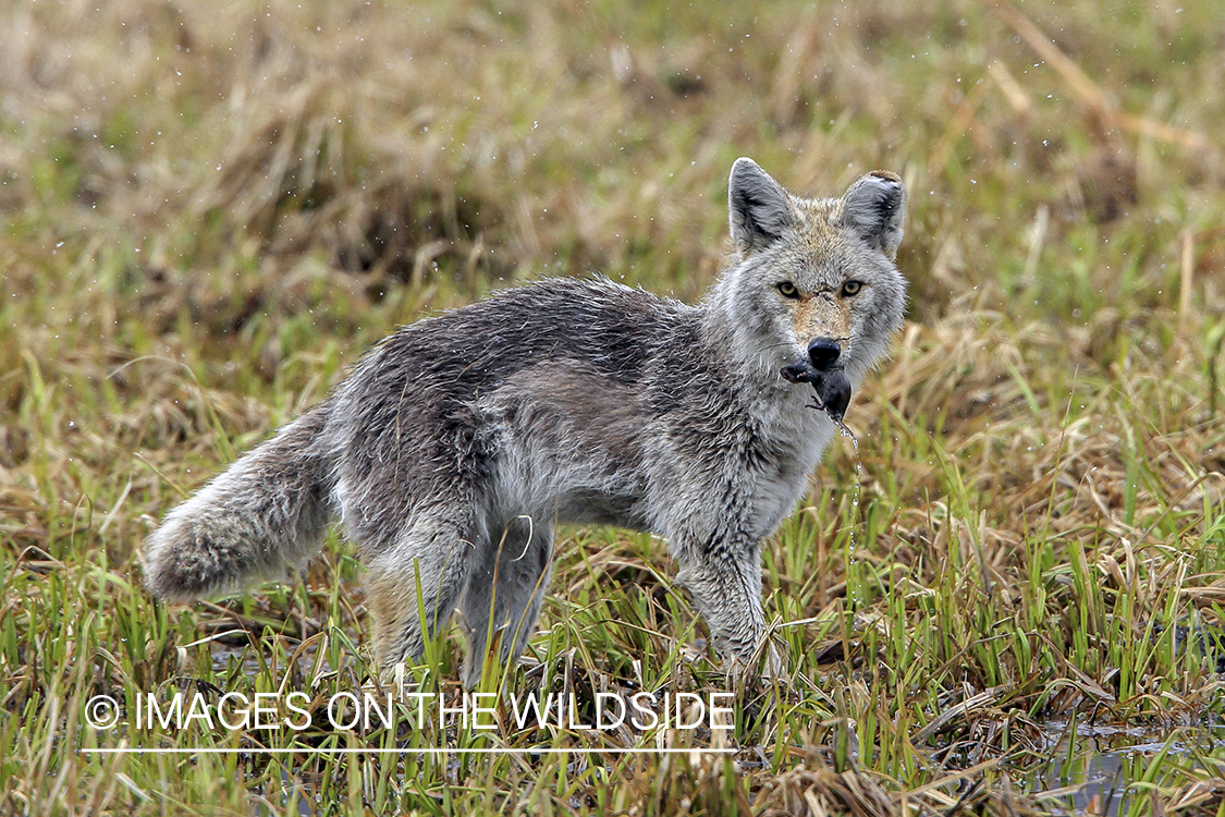 Coyote with kill in habitat.