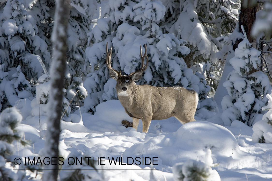 Mule deer buck in habitat. Winter.