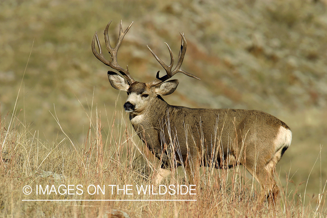 Mule deer buck in habitat. 