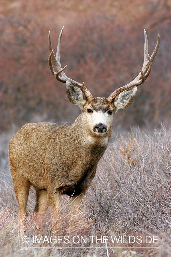 Mule deer buck in habitat. 