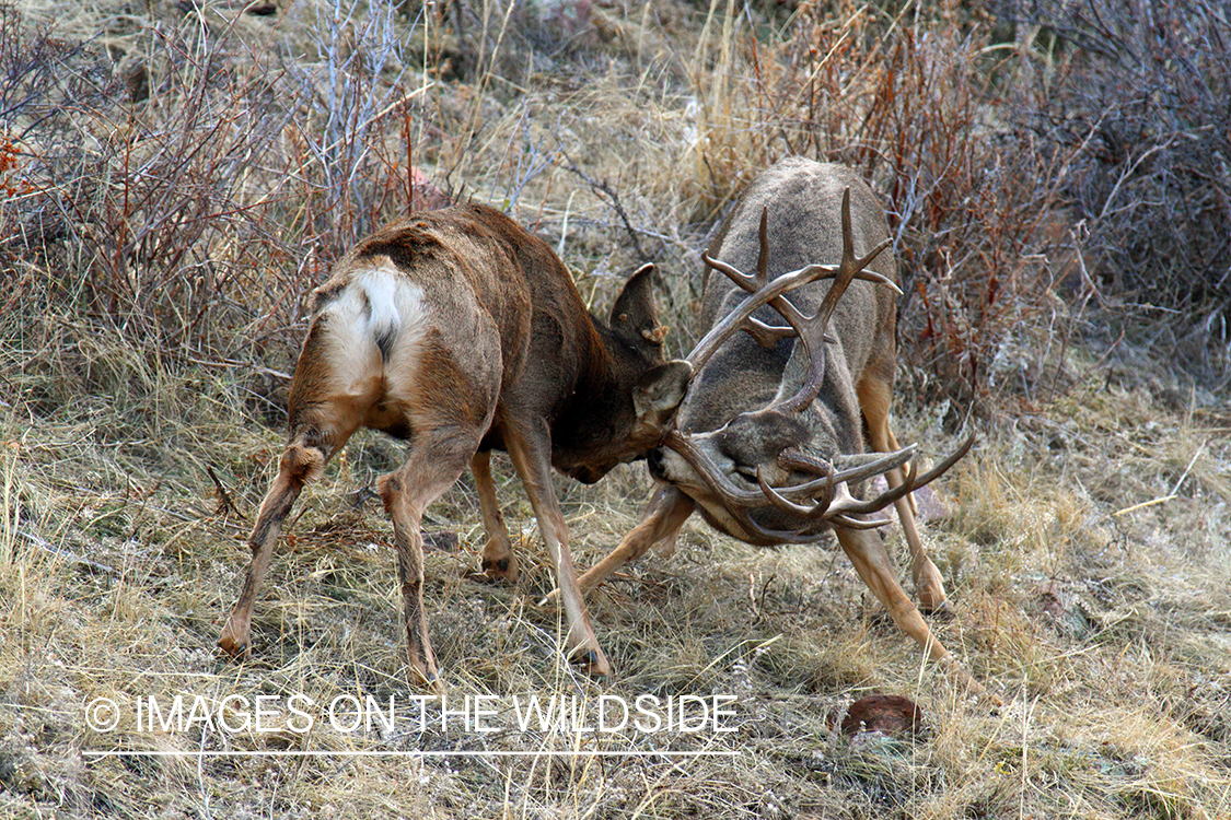 Mule deer bucks fighting. 